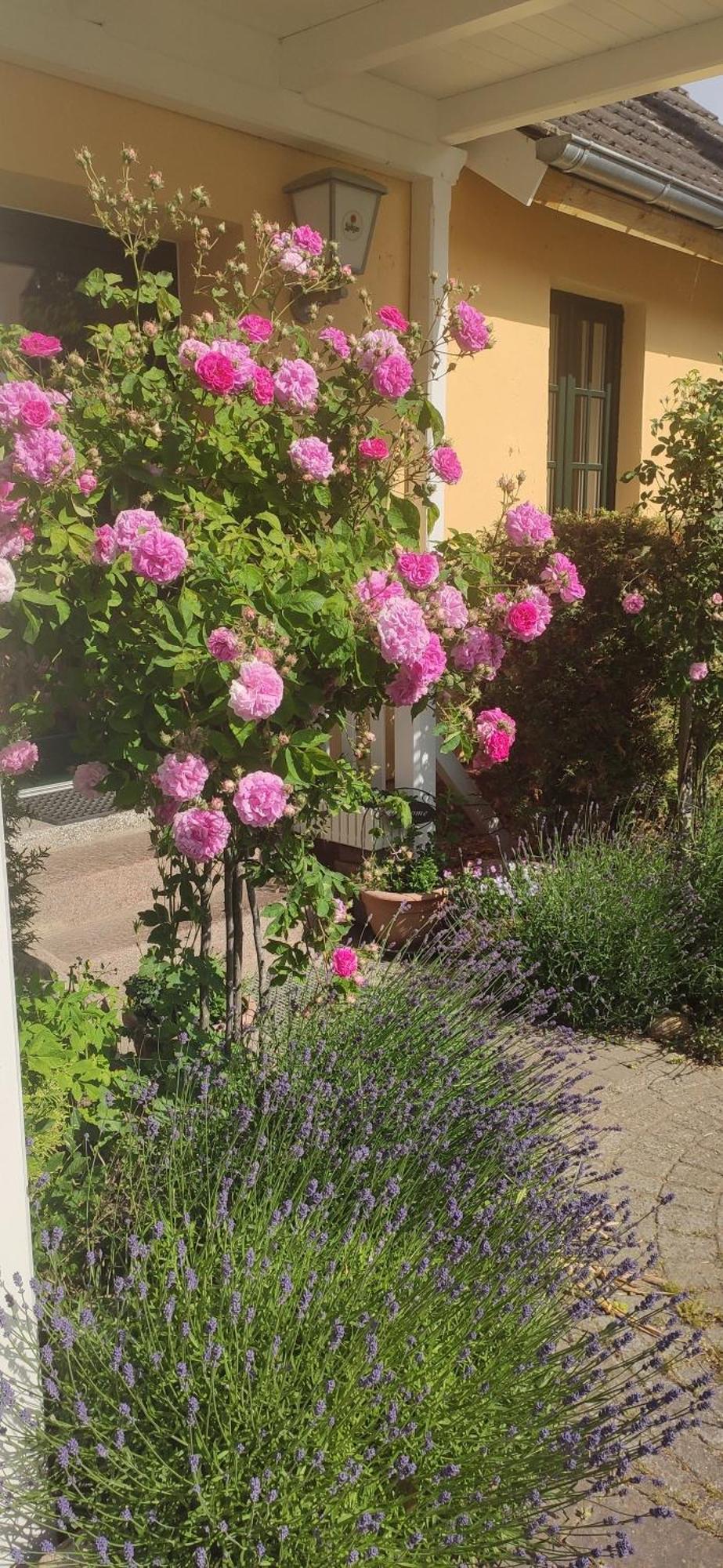 Wirtshaus Neuenkirchen Hotel Neuenkirchen auf Rugen Екстериор снимка